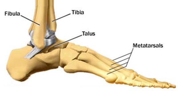 The Ankle: