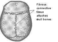 1.FIBROUS JOINTS In fibrous joints, the bones are united by dense connective tissue