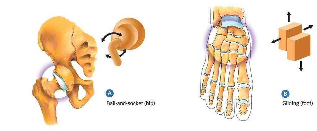 Ball & Socket and Gliding Joints Ball-and-socket (spheroidal) joints. The ball at one bone fits into the socket of another, allowing movement around three axes (e.g., the humerus rests in the glenoid cavity).