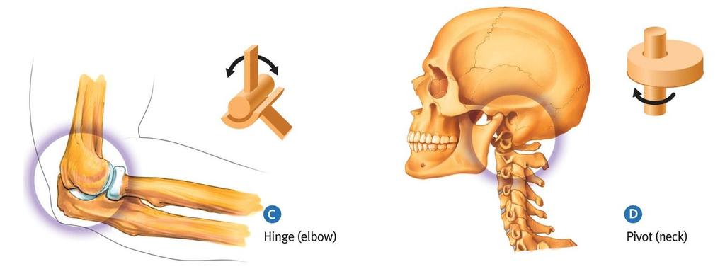 Hinge and Pivot Joints Hinge (ginglymus) joints. A convex portion of one bone fits into a concave portion of another (movement in one plane). The joint between the ulna and the humerus is an example.