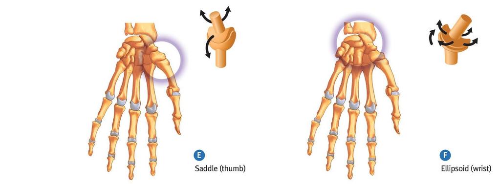 Saddle and Ellipsoid Joints Saddle joints. Saddle joints allow movement in two planes (but not rotation like a ball-and-socket joint).