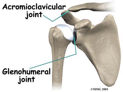 THE SHOULDER JOINT Also called the glenohumeral joint Extremely versatile Ball