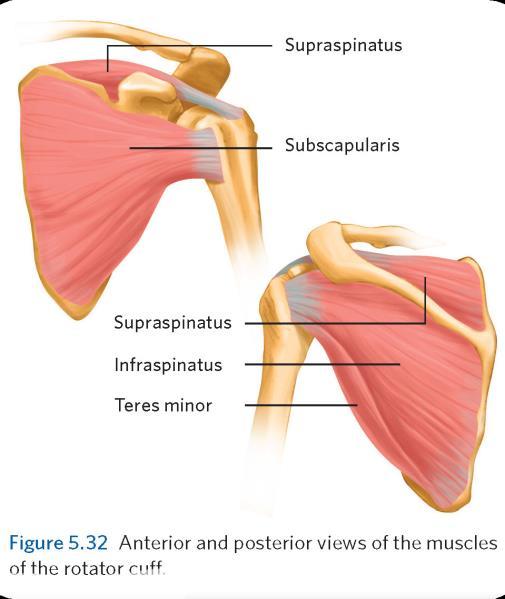Rotator Cuff Tears Rotator cuff tears usually involve one or all four muscles that make up the rotator cuff at the shoulder joint: supraspinatus, infraspinatus, teres minor, and subscapularis.