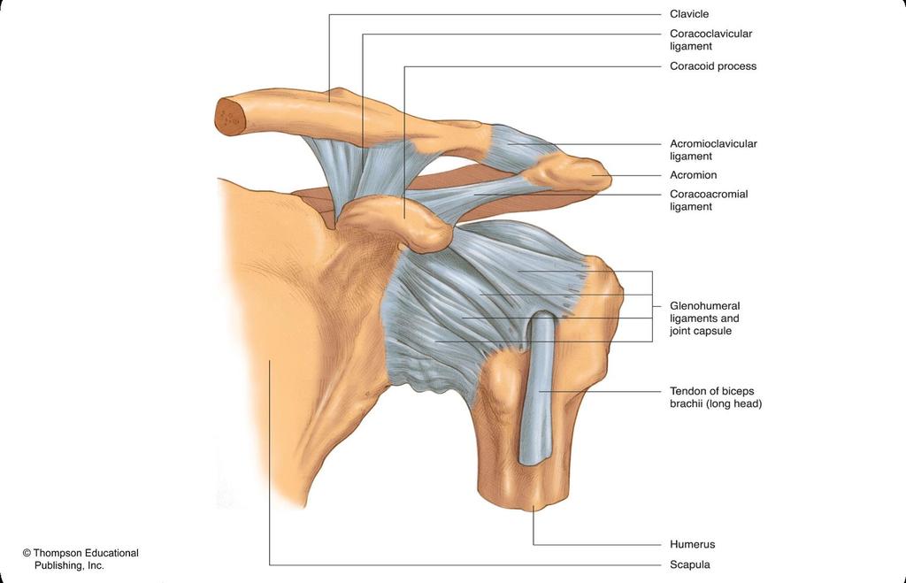 Left Shoulder Joint (Anterior View) 2015