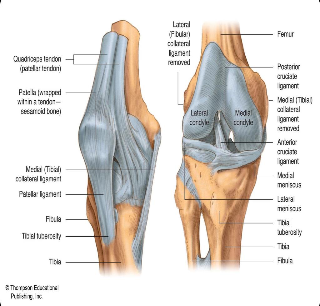 Right Knee (Anterior & Anterior Deep)