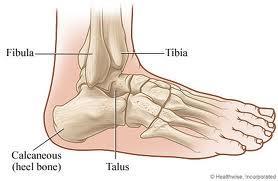 THE ANKLE JOINT modified hinge joint that comprises the distal ends of the tibia and fibula resting on the talus to form the ankle joint the joint is