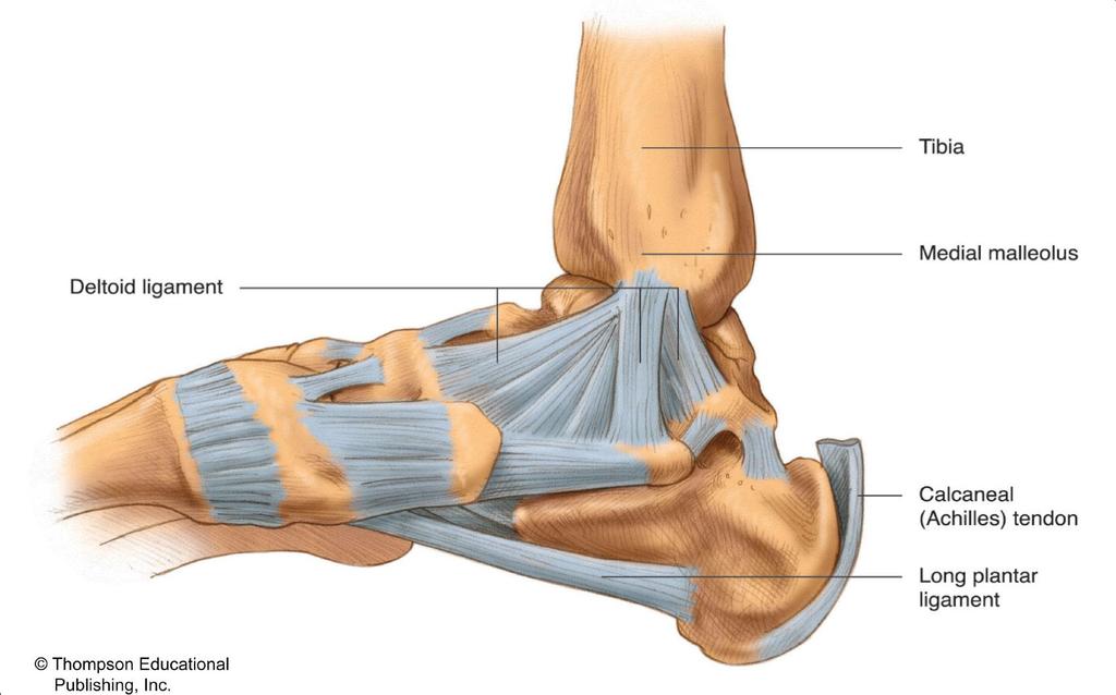 Right Ankle Joint (Medial View) 2015