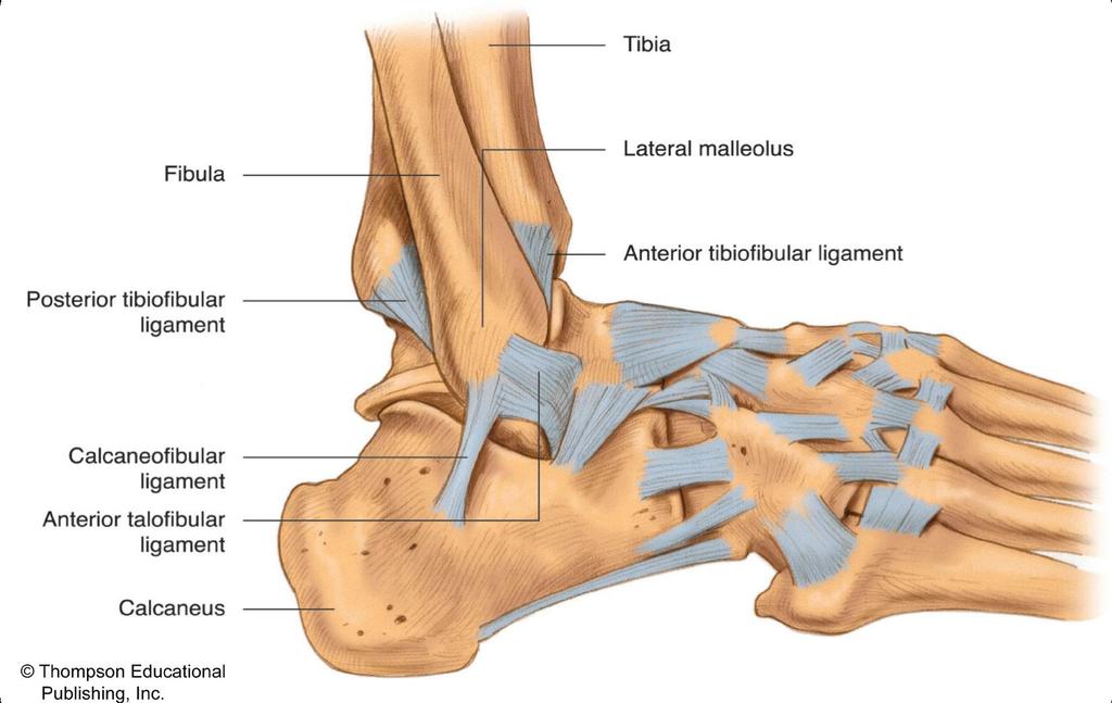 Right Ankle Joint (Lateral View) 2015