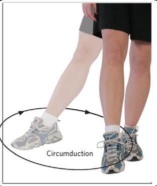 Terms Used to Describe Movement Elevation refers to movement in an upwards direction (e.g.