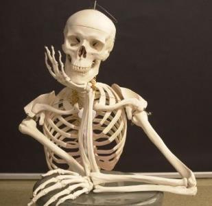 Pg.124 What Is the Human Skeleton? The adult human skeleton is made up of 206 bones, accounting for about 14 percent of total body weight.