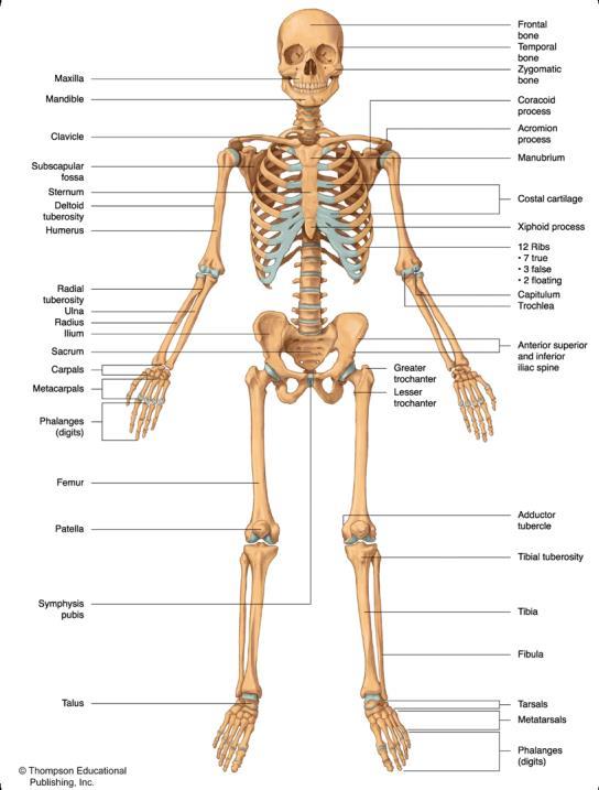 The Human Skeleton 2015