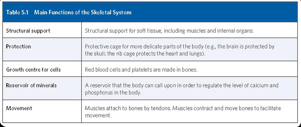 Main Functions of the Skeletal System The skeletal system provides structural support to the body, protects vital organs, serves as a growth