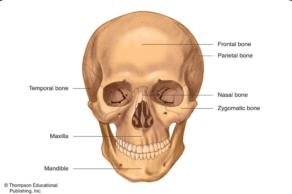 Bones of the Human Skull (Anterior View)