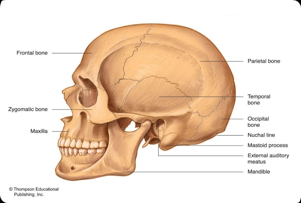 Bones of the Human Skull (Lateral View) Coronal Suture Sagittal Suture Squamous