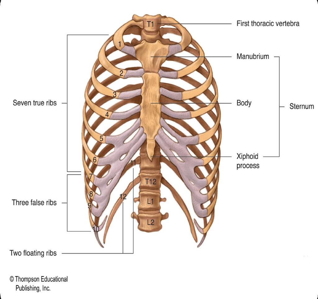The Thoracic Cage (Anterior View) 2015