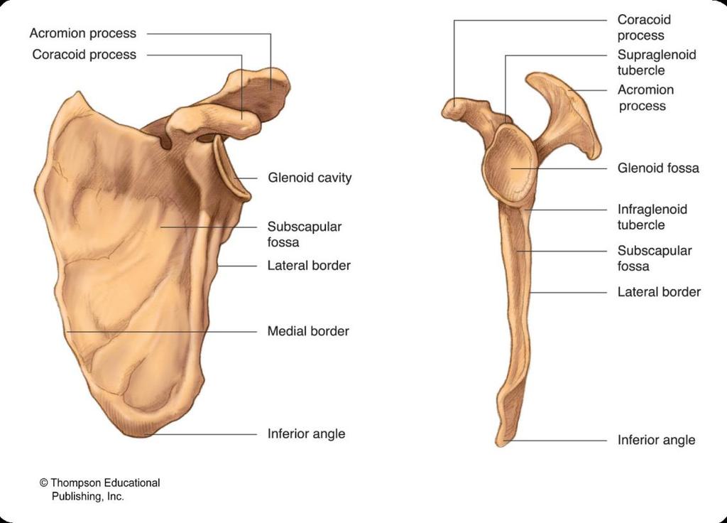Left Scapula (Anterior & Lateral Views)