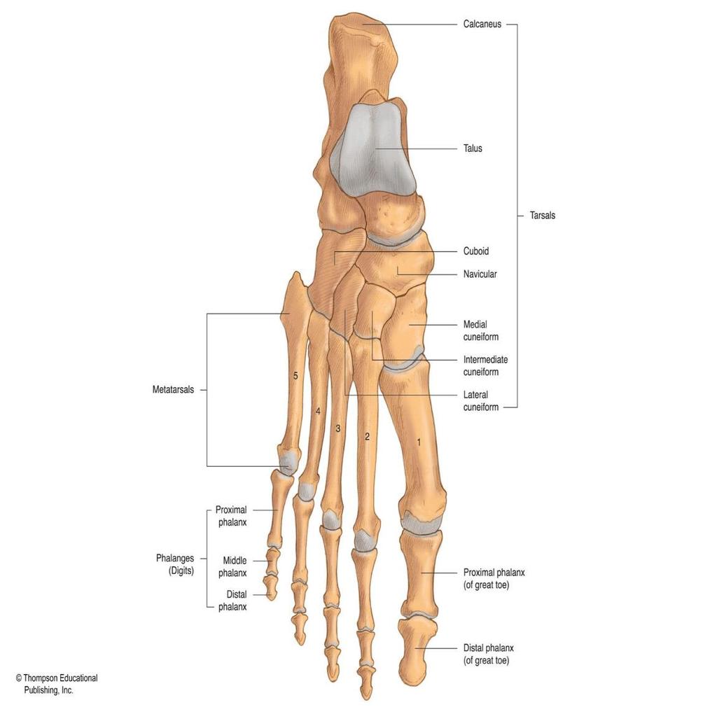 Right Foot (Superior View) 2015