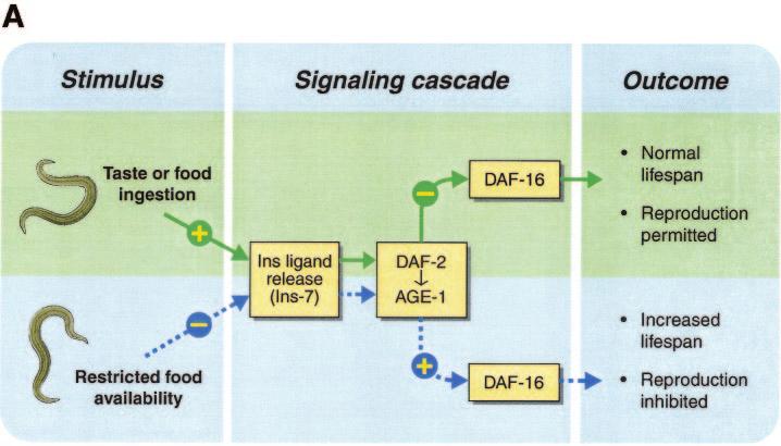 CNS INSULIN FIG. 1. A: Proposed role of insulin-like signaling in the control of lifespan, reproduction, and fat storage in C. elegans.