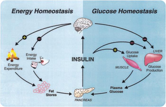 CNS INSULIN FIG. 2. Model for the link between diabetes and obesity related to insulin.