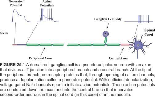 proprioception and touch sense: the all-axon ganglion cell Unmyelinated tip The physical bending of this tip allows for the neurotransmitters to open the sodium ion channels, thus allowing for the