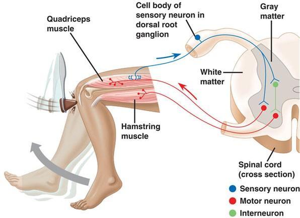 a simple proprioceptive circuit / system the knee-jerk reflex 1. Hammer hits patellar tendon 2. Stretching of quadricep muscle a. Stretching of intrafusal fibers b.
