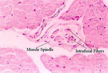 Muscle Spindle Afferent Activated by muscle elongation Ends contract and allow for the