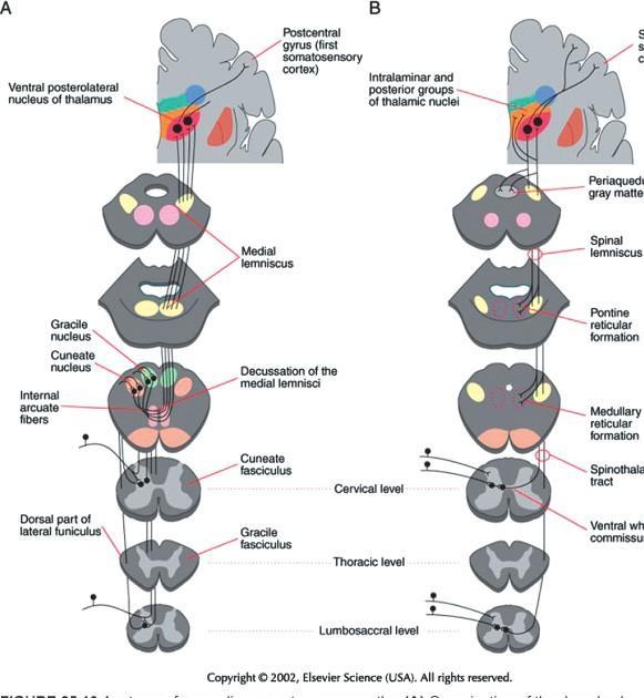 dorsal root ganglion pathways to the brain Segregation: Happens (even In