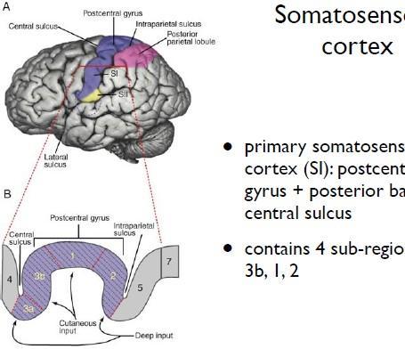 somatosensory cortex: integration of