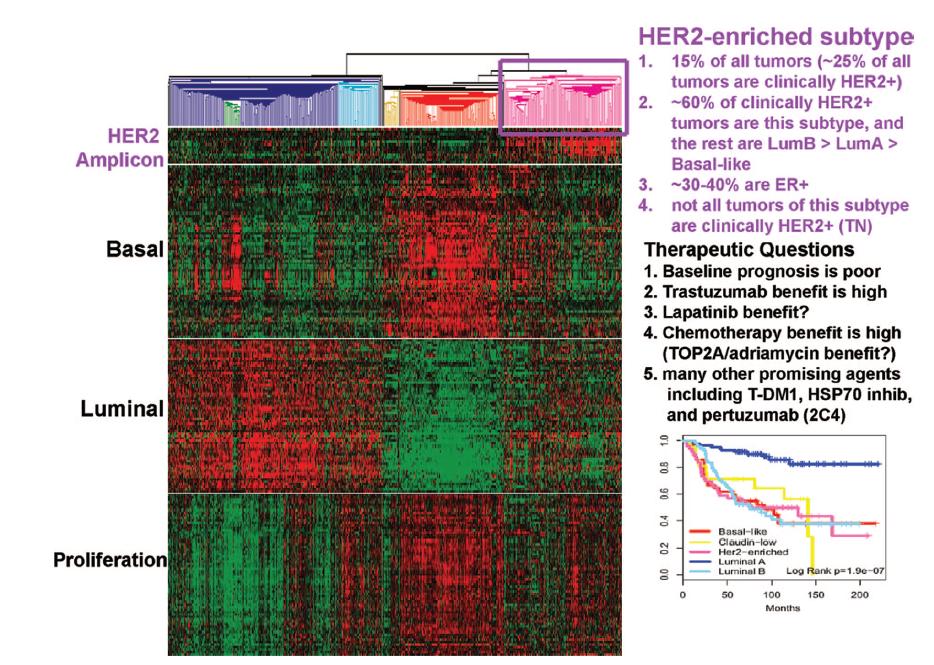 Intrinsic Subtypes of Breast Cancer in HER2+ BC Unsupervised