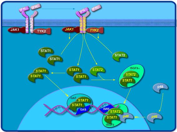 Interferon Mechanism Interferons III: Mechanisms of Action Synthesis of 2-5 oligoadenylate synthetase Activated by dsrna Convert ATP into a series of 2-5 oligo(a)s These activate RNAase L which