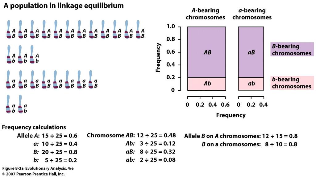 The occurrence of some combinations of alleles or genetic markers in a population more often or less often than would be expected from a random formation of haplotypes from alleles based on their
