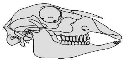 SECTION B QUESTION 2 2.1 Study the diagram of the skull below and answer the questions that follow. 2.1.1 Does this skull belong to a herbivore, carnivore or omnivore? (1) 2.1.2 Which type of teeth is most common in this skull?