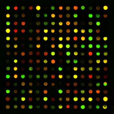 8 Figure 2.2: An example image of a microarray. The spots on this image show a range of fluorescent intensities between the test and reference sample. 2.1.