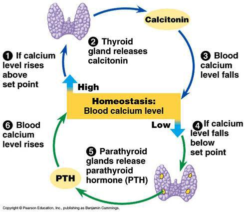 When you have low plasma levels of calcium It causes the release of parathyroid hormone (so low Ca is a stimulus for PTH) and what PTH is released it goes and activates the enzyme 1alphahydroxylase