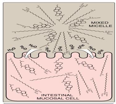 Short- and medium-chain fatty acids do not require mixed micelle for absorption by intestinal cells because they are digested by lipases in the mouth and stomach. Re-synthesis: 1.