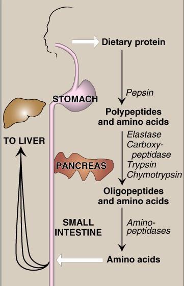 Renin AA: Amino Acids The pancreatic secretion contains a group of pancreatic proteases.