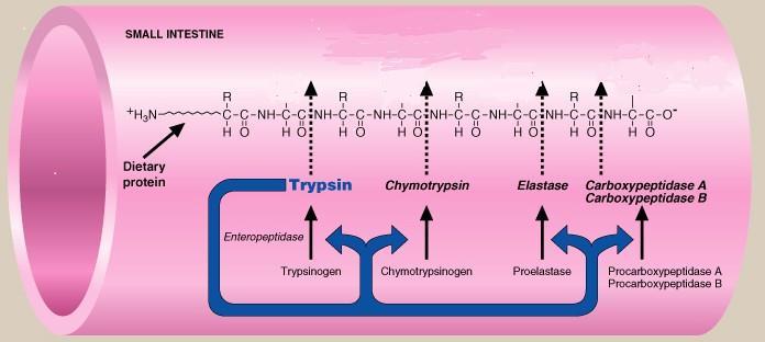 Amino Acids Intestinal lumen Di- & tri peptides Amino Acids Enterocyte Di- & tripeptides peptidases Amino Acids * Amino acids