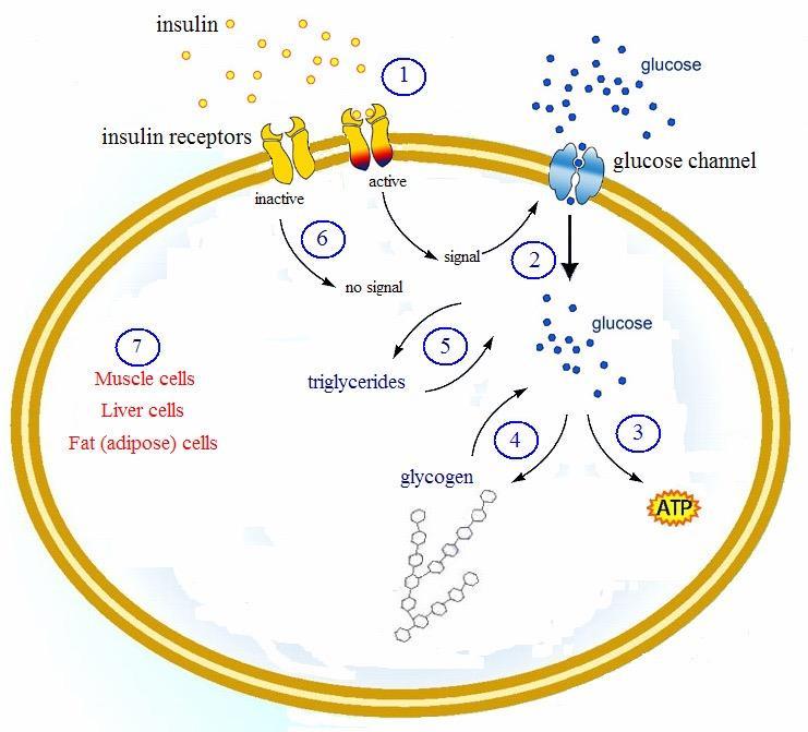 So How Does Insulin Increase Body Fat? Insulin Action Insulin is a storage hormone. 1. Insulin attaches to receptor sites on the cell membrane. 2.