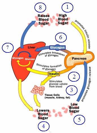 The homeostasis of blood glucose (sugar) levels- Insulin and Glucagon Hormones Insulin: 1. After eating and digesting carbohydrates, blood glucose levels rise. 2.