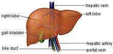 3. Liver plays an important role in synthesis of cholesterol and production of triglycerides. 4. Deamination of proteins occurs in the liver. 5.