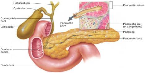 Accessory digestive organs Pancreatic Juice Contains water, bicarbonate, and digestive Digestive include amylase for starch, trypsin for proteins, and lipase