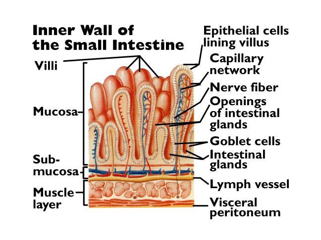- Folding of lining, Villi and Microvilli The small intestine fold of intestinal lining villi lacteal microvilli capillaries intestinal gland arteriole lymph