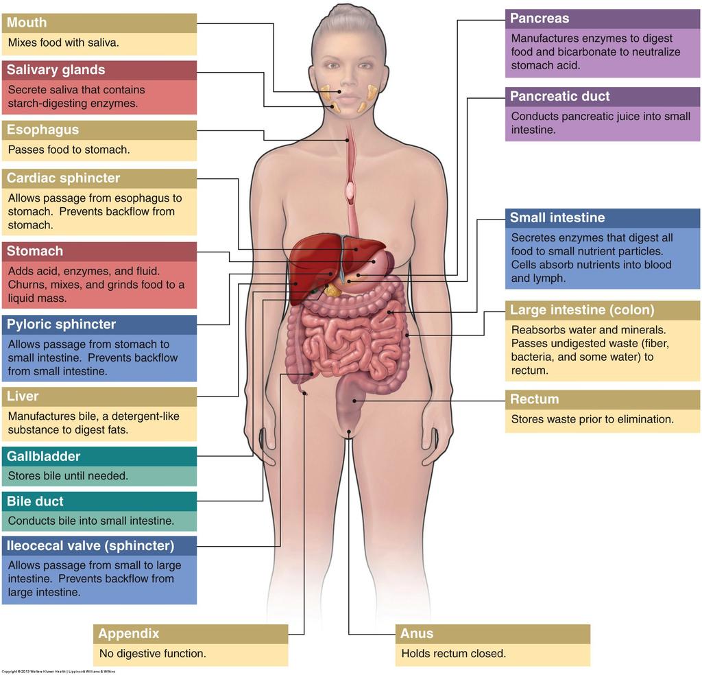2. Functional anatomy of gastrointestinal (GI) tract GI tract includes the esophagus, gallbladder, liver, stomach, pancreas, small intestine, large intestine, rectum & anus.