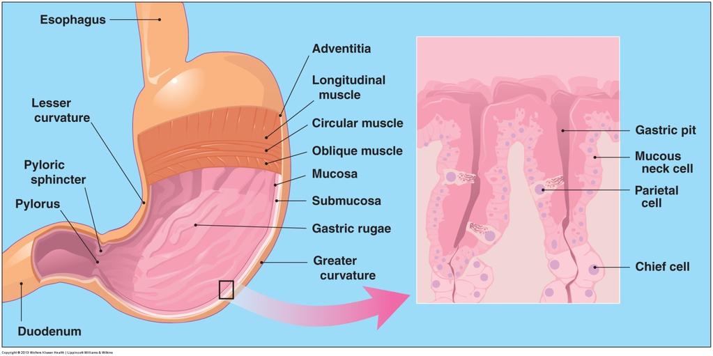 2. Functional anatomy of gastrointestinal (GI) tract Fig. 3.
