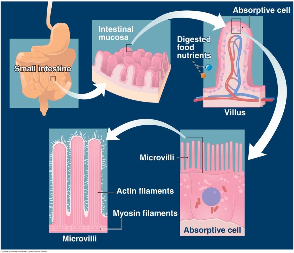 2. Functional anatomy of gastrointestinal (GI) tract Small