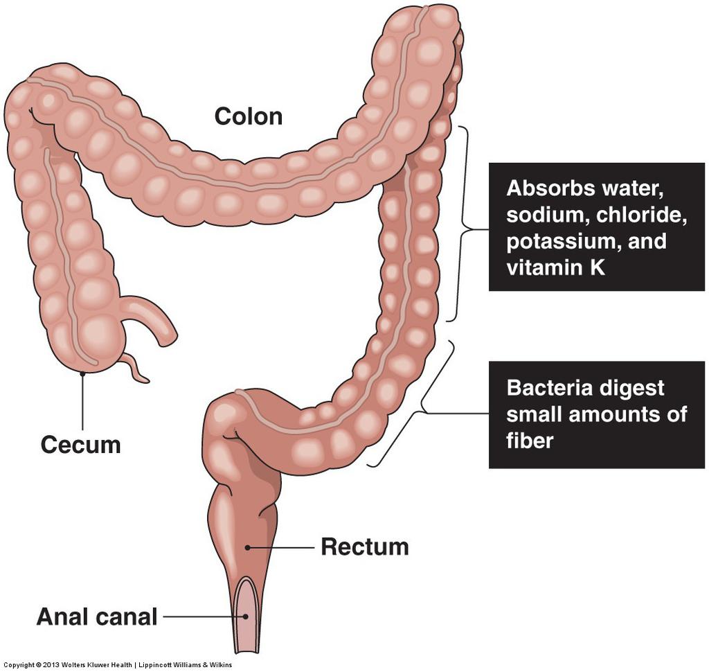 2. Functional anatomy of gastrointestinal (GI) tract Fig. 3.