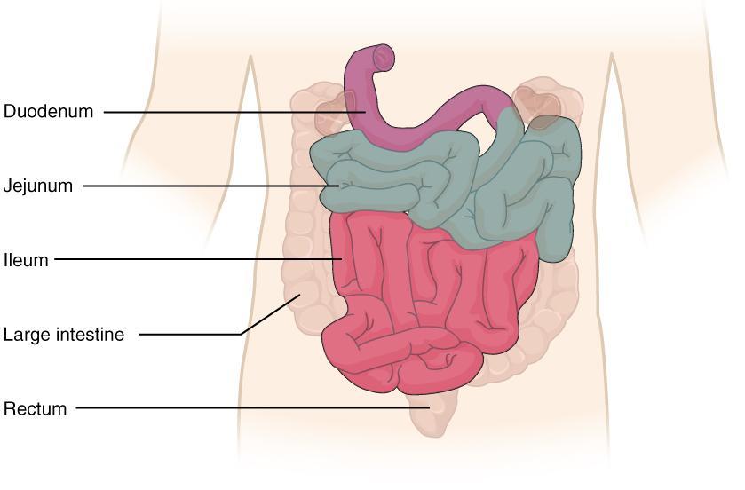 Small Intestine - function/strucure Complete the digestion of food by mixing with secretions from liver and pancreas (chemical
