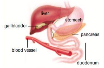 Small intestine - Pancreas The pancreas secretes Sodium Bicarbonate and many digestive enzymes into the