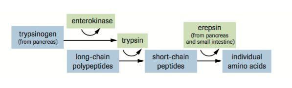 Small intestine - Pancreas Amylase - breakdown of carbohydrate molecules Lipase - breakdown lipids (fats) into fatty acids and glycerol Trypsinogen and