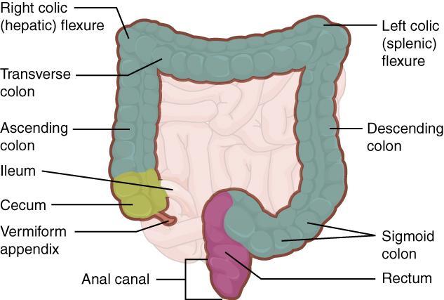 Large Intestine- Structure 3